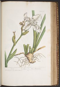 اللوحة 414 من A Curious Herbal بواسطة إليزابيث بلاكويل