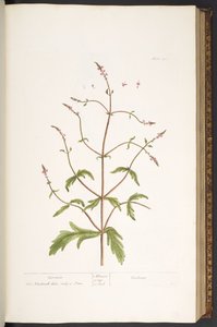 اللوحة 41 ، Vervain ، من "A Curious Herbal" بواسطة إليزابيث بلاكويل