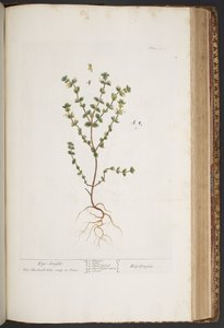 اللوحة 427 من A Curious Herbal بواسطة إليزابيث بلاكويل