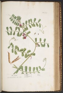 اللوحة 429 من A Curious Herbal بواسطة إليزابيث بلاكويل