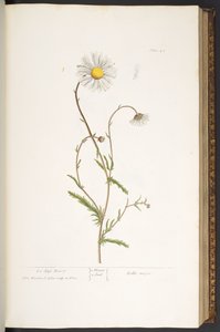 اللوحة 42 ، Ox-Eye Daisy ، من "A Curious Herbal" بواسطة إليزابيث بلاكويل