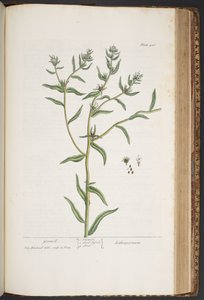 اللوحة 436 من A Curious Herbal بواسطة إليزابيث بلاكويل