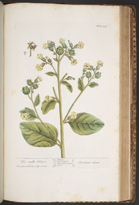 اللوحة 437 من A Curious Herbal بواسطة إليزابيث بلاكويل