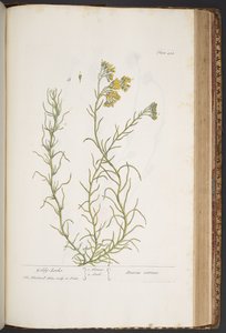 اللوحة 438 من A Curious Herbal بواسطة إليزابيث بلاكويل