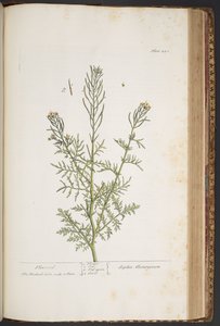 اللوحة 440 من A Curious Herbal بواسطة إليزابيث بلاكويل