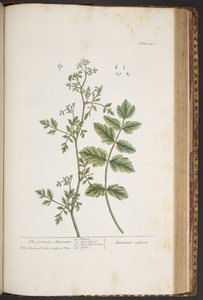 اللوحة 442 من A Curious Herbal بواسطة إليزابيث بلاكويل