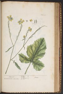 اللوحة 446 من A Curious Herbal بواسطة إليزابيث بلاكويل