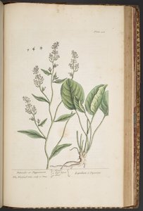 اللوحة 448 من A Curious Herbal بواسطة إليزابيث بلاكويل
