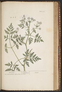 اللوحة 451 من A Curious Herbal بواسطة إليزابيث بلاكويل