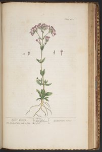 اللوحة 452 من A Curious Herbal بواسطة إليزابيث بلاكويل