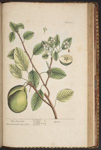 اللوحة 453 من A Curious Herbal بواسطة إليزابيث بلاكويل