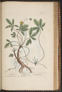 اللوحة 454 ، Cinquefoil ، من "A Curious Herbal" بواسطة إليزابيث بلاكويل