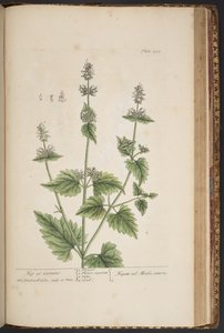 اللوحة 455 من A Curious Herbal بواسطة إليزابيث بلاكويل