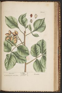 اللوحة 461 من A Curious Herbal بواسطة إليزابيث بلاكويل