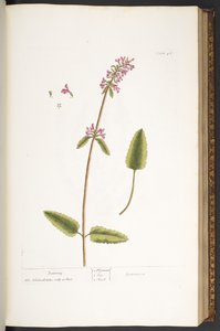 اللوحة 46 بيتوني من A Curious Herbal بواسطة إليزابيث بلاكويل