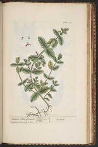 لوحة 475 من A Curious Herbal بواسطة إليزابيث بلاكويل