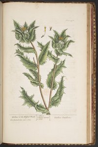 اللوحة 476 ، Carduus ، أو الشوك المبارك ، من "A Curious Herbal" بواسطة إليزابيث بلاكويل