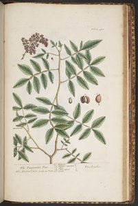 اللوحة 478 من A Curious Herbal بواسطة إليزابيث بلاكويل