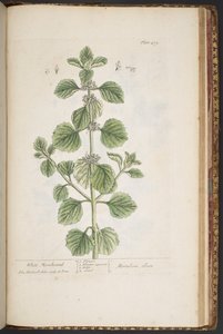 اللوحة 479 من A Curious Herbal بواسطة إليزابيث بلاكويل