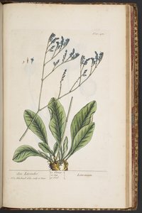 لوحة 481 من A Curious Herbal بواسطة إليزابيث بلاكويل