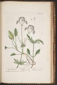 لوحة 484 من A Curious Herbal بواسطة إليزابيث بلاكويل