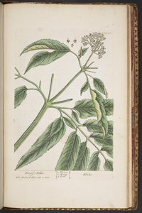 لوحة 488 من A Curious Herbal بواسطة إليزابيث بلاكويل