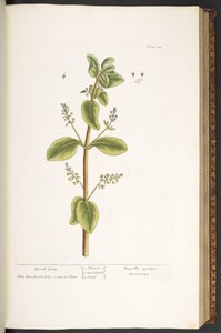 اللوحة 48 ، بروك لايم ، من "A Curious Herbal" بواسطة إليزابيث بلاكويل