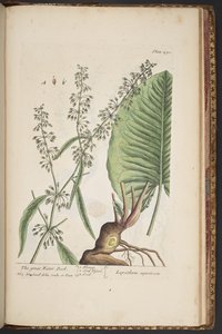 اللوحة 490 من A Curious Herbal بواسطة إليزابيث بلاكويل