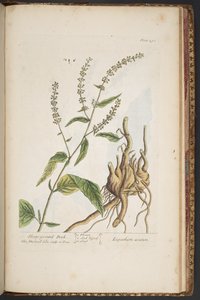 اللوحة 491 من A Curious Herbal بواسطة إليزابيث بلاكويل