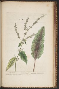 اللوحة 492 من A Curious Herbal بواسطة إليزابيث بلاكويل