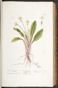 اللوحة 52 ، زهرة الربيع ، من "A Curious Herbal" بواسطة إليزابيث بلاكويل