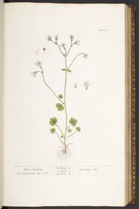 اللوحة 56 ، السكسفراج الأبيض ، من "A Curious Herbal" بواسطة إليزابيث بلاكويل