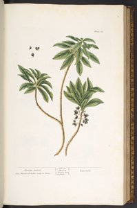 اللوحة 62 من A Curious Herbal بواسطة إليزابيث بلاكويل