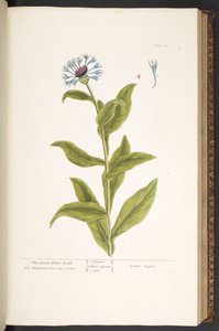 اللوحة 66 من A Curious Herbal بواسطة إليزابيث بلاكويل
