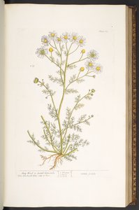اللوحة 67 من A Curious Herbal بواسطة إليزابيث بلاكويل
