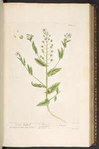 اللوحة 68 من A Curious Herbal بواسطة إليزابيث بلاكويل