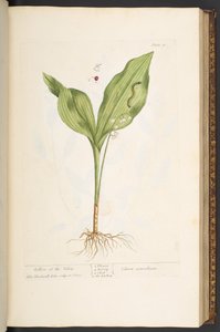 اللوحة 70 من A Curious Herbal بواسطة إليزابيث بلاكويل