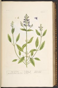 اللوحة 71 من A Curious Herbal بواسطة إليزابيث بلاكويل