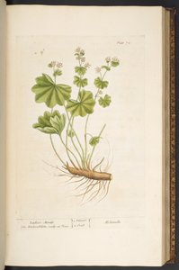 اللوحة 72 من A Curious Herbal بواسطة إليزابيث بلاكويل