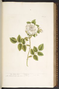 اللوحة 73 من A Curious Herbal بواسطة إليزابيث بلاكويل