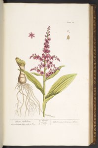 اللوحة 74 من A Curious Herbal بواسطة إليزابيث بلاكويل