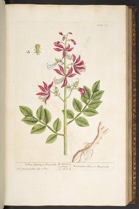 اللوحة 75 من A Curious Herbal بواسطة إليزابيث بلاكويل
