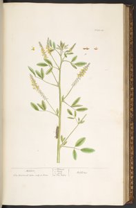 اللوحة 80 من A Curious Herbal بواسطة إليزابيث بلاكويل
