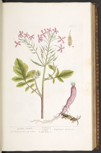 اللوحة 81 من A Curious Herbal بواسطة إليزابيث بلاكويل