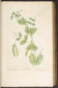 اللوحة 83 من A Curious Herbal بواسطة إليزابيث بلاكويل