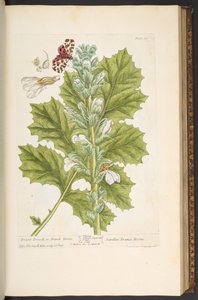 اللوحة 89 من A Curious Herbal بواسطة إليزابيث بلاكويل