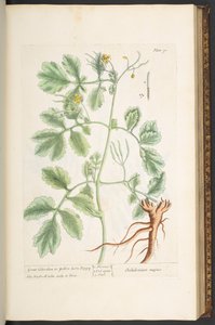 اللوحة 91 ، بقلة الخطاطيف العظيمة ، أو الخشخاش الأصفر القرن ، من "A Curious Herbal" بواسطة إليزابيث بلاكويل