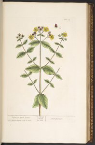 اللوحة 94 من A Curious Herbal بواسطة إليزابيث بلاكويل