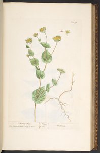 اللوحة 95 من A Curious Herbal بواسطة إليزابيث بلاكويل