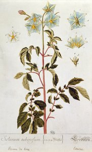 زهور البطاطا ، لوحة من "Herbarium Blackwellianum" نشرت 1757 في نورمبرغ ، ألمانيا (نقش الألوان) بواسطة إليزابيث بلاكويل